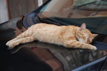 Poes.jpg